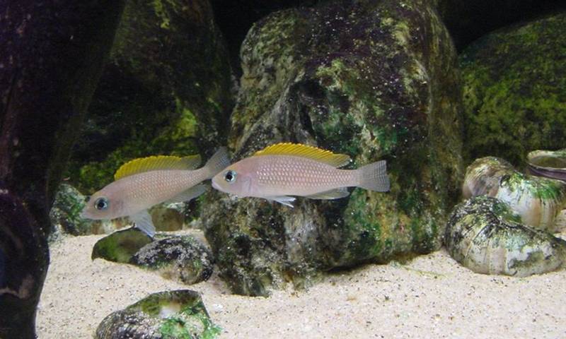 Aquariumvissen-Afrika