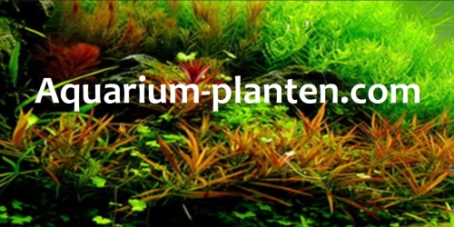 Aquarium-planten.com_